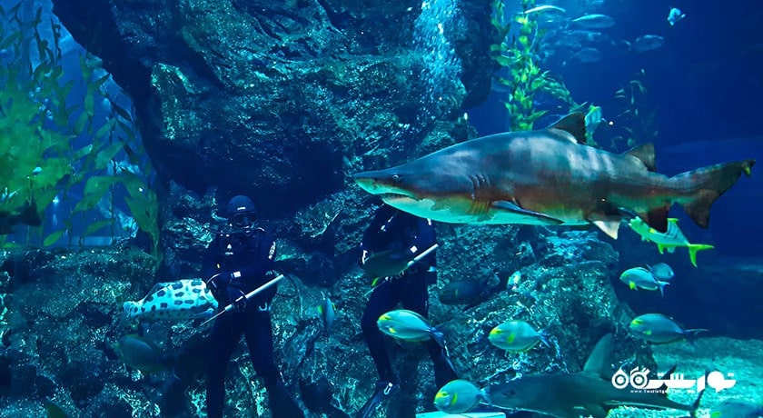 سرگرمی سی لایف بانکوک اوشن ورلد شهر تایلند کشور بانکوک