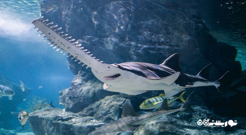 سرگرمی سی لایف بانکوک اوشن ورلد شهر تایلند کشور بانکوک