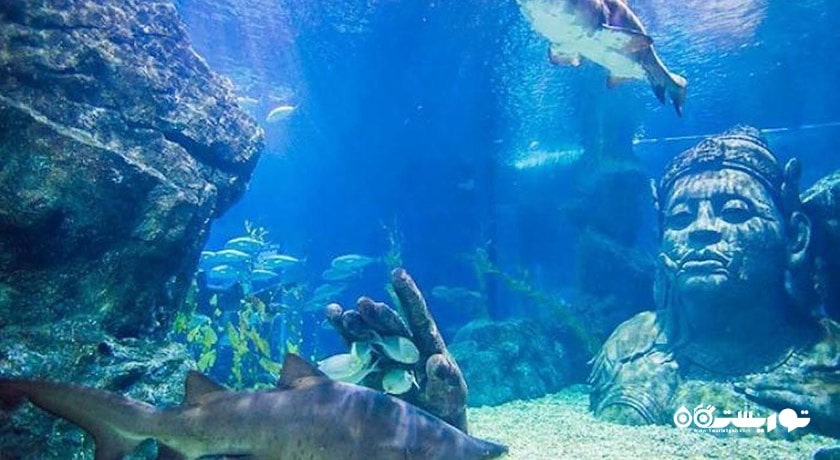 سرگرمی سی لایف بانکوک اوشن ورلد شهر تایلند کشور بانکوک