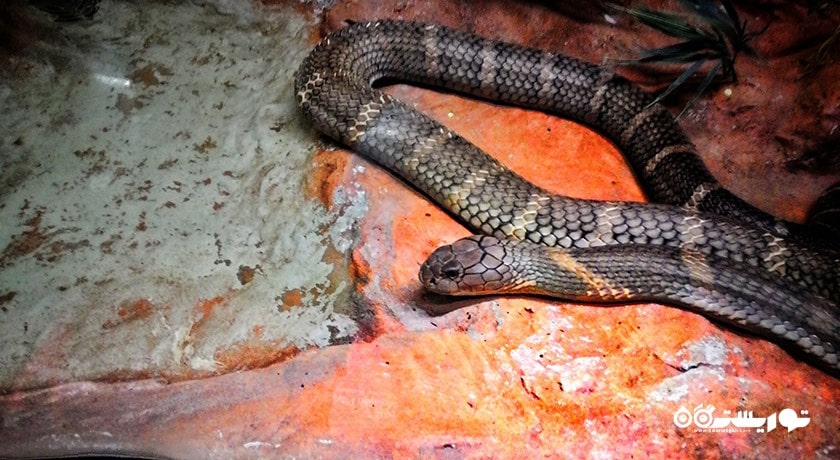 سرگرمی مزرعه مارها (موسسه یادبود ملکه ساووابها) شهر تایلند کشور بانکوک