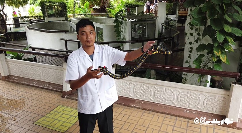 سرگرمی مزرعه مارها (موسسه یادبود ملکه ساووابها) شهر تایلند کشور بانکوک