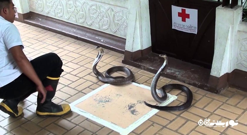 مزرعه مارها (موسسه یادبود ملکه ساووابها) -  شهر بانکوک