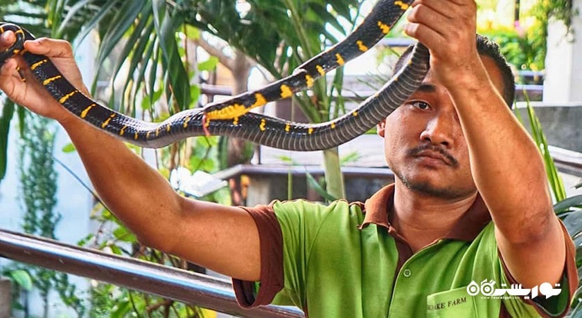 مزرعه مارها (موسسه یادبود ملکه ساووابها) -  شهر بانکوک