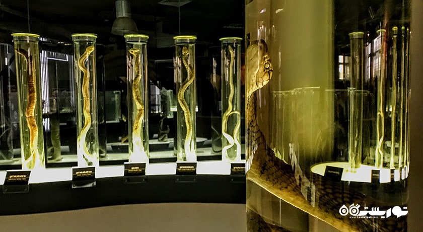 مزرعه مارها (موسسه یادبود ملکه ساووابها) -  شهر بانکوک