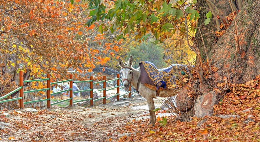  روستای افجه شهرستان تهران استان تهران