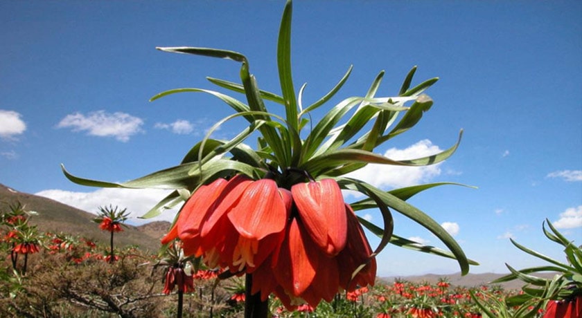 گلستان کوه خوانسار -  شهر اصفهان