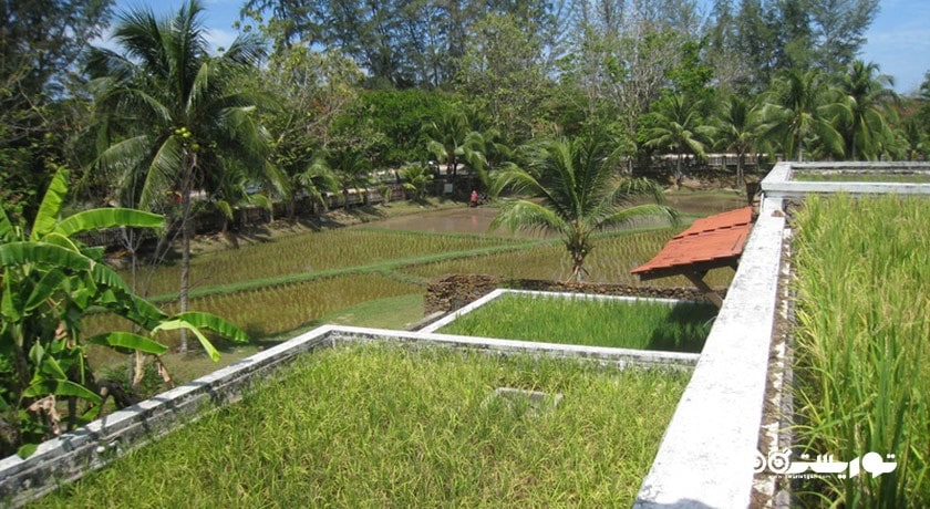  موزه باغ برنج لامان پدی شهر مالزی کشور لنکاوی