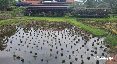  موزه باغ برنج لامان پدی شهر مالزی کشور لنکاوی