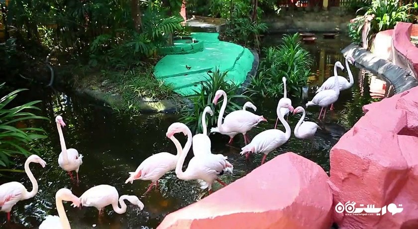 سرگرمی پارک حیات وحش لنکاوی شهر مالزی کشور لنکاوی