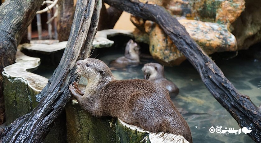 پارک حیات وحش لنکاوی -  شهر لنکاوی