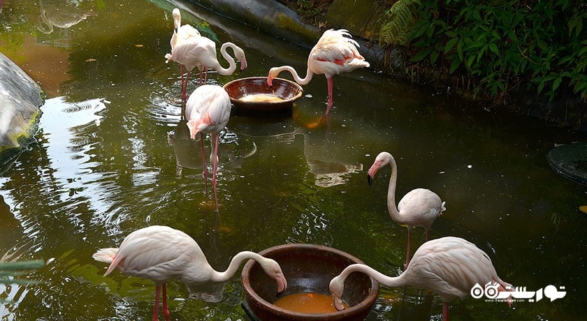 پارک حیات وحش لنکاوی -  شهر لنکاوی