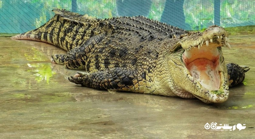 سرگرمی کروکدیل ادونچر لند شهر مالزی کشور لنکاوی