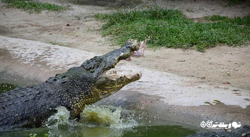 سرگرمی کروکدیل ادونچر لند شهر مالزی کشور لنکاوی