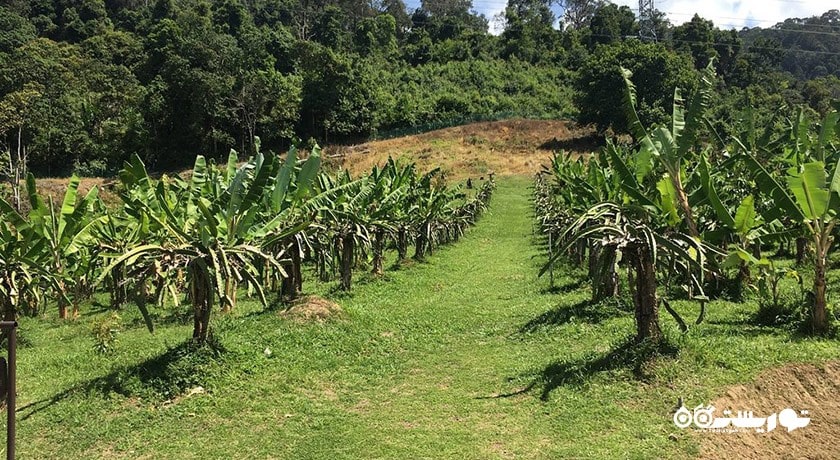 پارک فناوری ماردی آگرو -  شهر لنکاوی