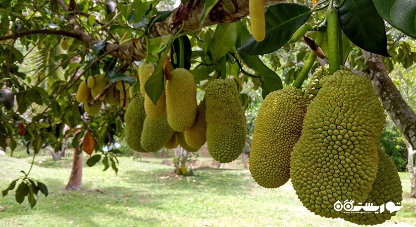 سرگرمی پارک فناوری ماردی آگرو شهر مالزی کشور لنکاوی