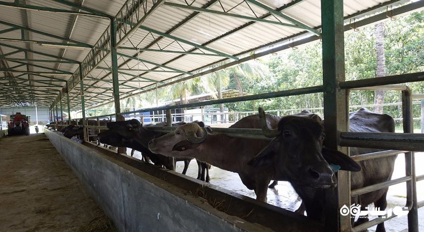 سرگرمی پارک بوفالو شهر مالزی کشور لنکاوی