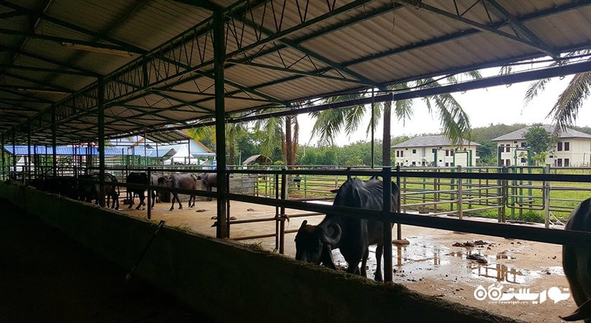 سرگرمی پارک بوفالو شهر مالزی کشور لنکاوی