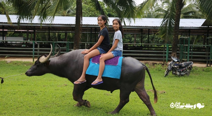 پارک بوفالو -  شهر لنکاوی