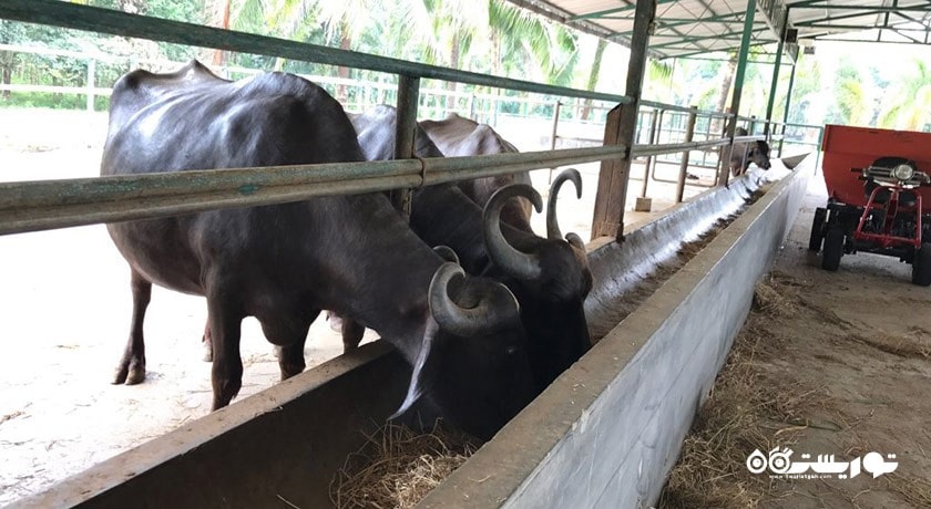 سرگرمی پارک بوفالو شهر مالزی کشور لنکاوی