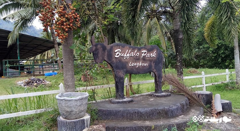 سرگرمی پارک بوفالو شهر مالزی کشور لنکاوی