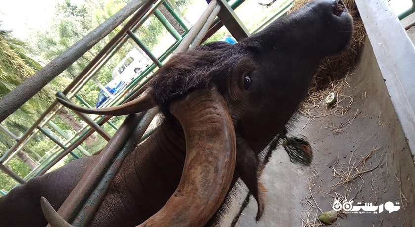 پارک بوفالو -  شهر لنکاوی