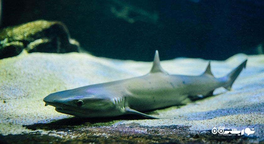 سرگرمی آکواریوم آندرواتر ورلد لنکاوی شهر مالزی کشور لنکاوی