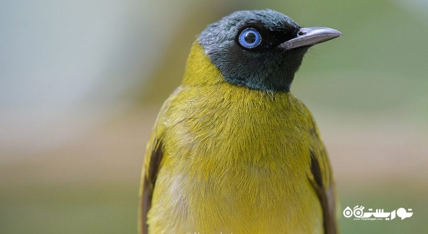 سرگرمی پارک پرندگان پنانگ شهر مالزی کشور پنانگ