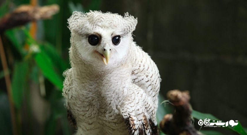 پارک پرندگان پنانگ -  شهر پنانگ