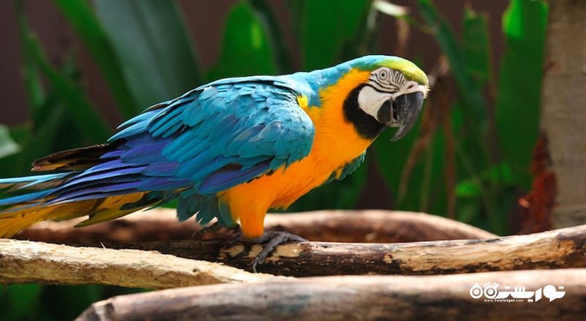 سرگرمی پارک پرندگان پنانگ شهر مالزی کشور پنانگ