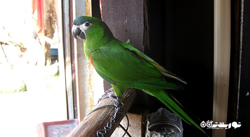 سرگرمی پارک پرندگان پنانگ شهر مالزی کشور پنانگ