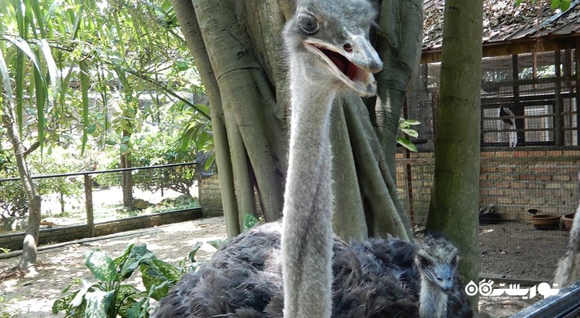 سرگرمی پارک پرندگان پنانگ شهر مالزی کشور پنانگ