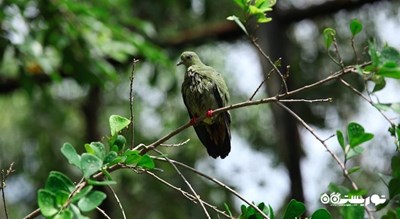 سرگرمی پارک پرندگان پنانگ شهر مالزی کشور پنانگ