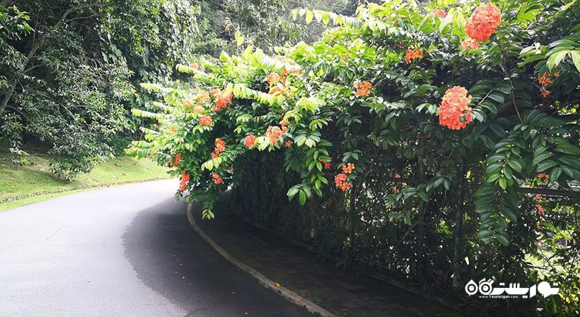 باغ های گیاه شناسی پنانگ -  شهر پنانگ