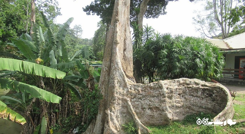 سرگرمی باغ های گیاه شناسی پنانگ شهر مالزی کشور پنانگ