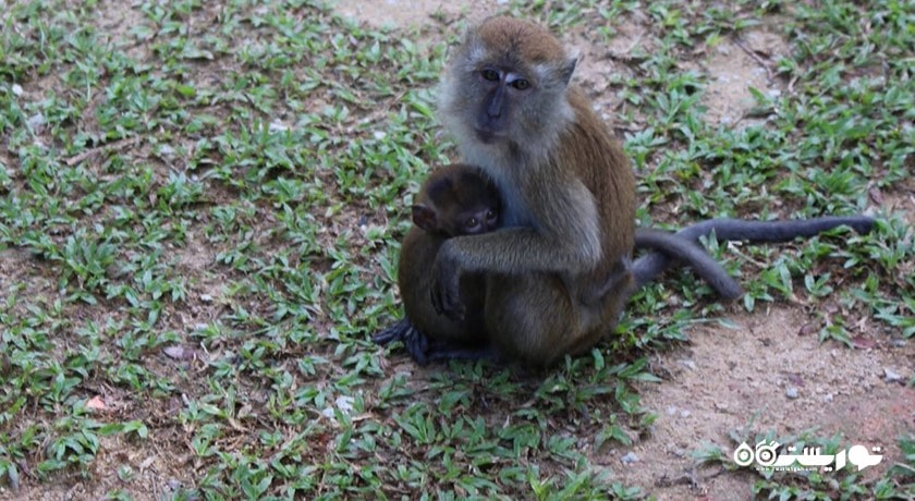 باغ های گیاه شناسی پنانگ -  شهر پنانگ