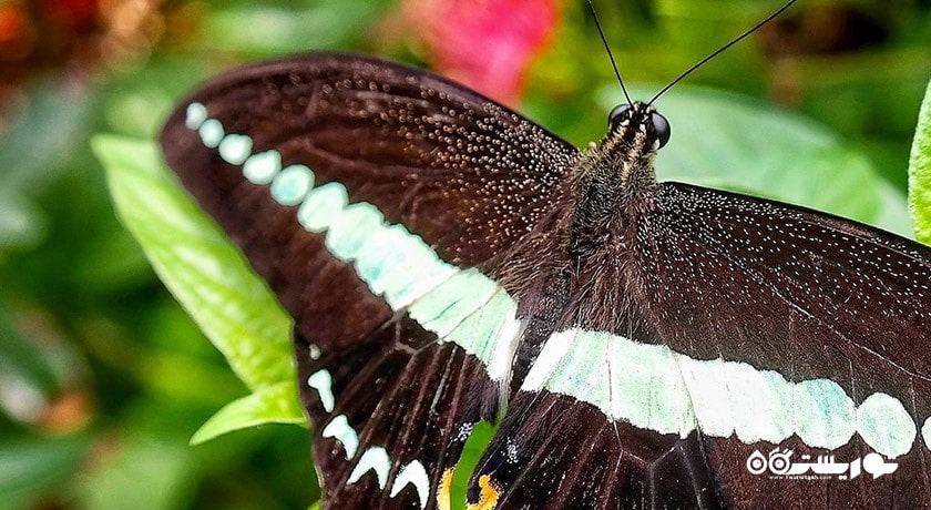 مزرعه پروانه پنانگ -  شهر پنانگ
