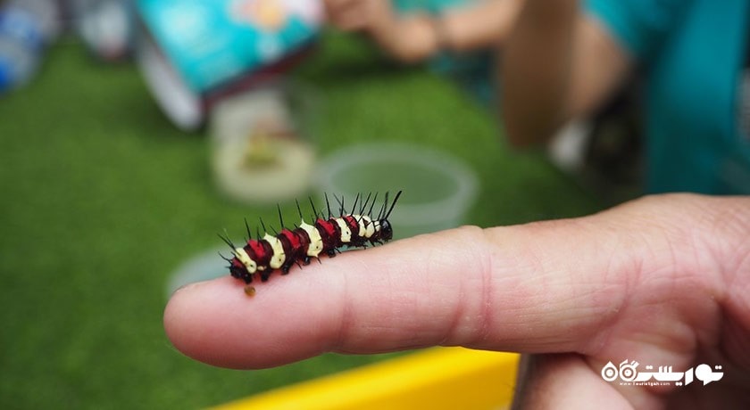 مزرعه پروانه پنانگ -  شهر پنانگ