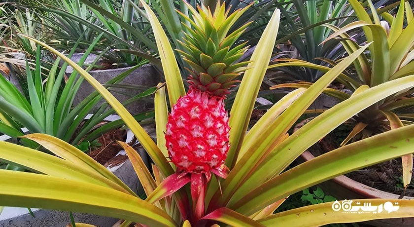 سرگرمی مزرعه میوه های گرمسیری پنانگ شهر مالزی کشور پنانگ