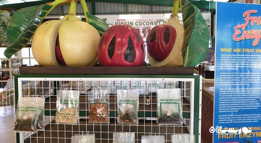 سرگرمی مزرعه میوه های گرمسیری پنانگ شهر مالزی کشور پنانگ