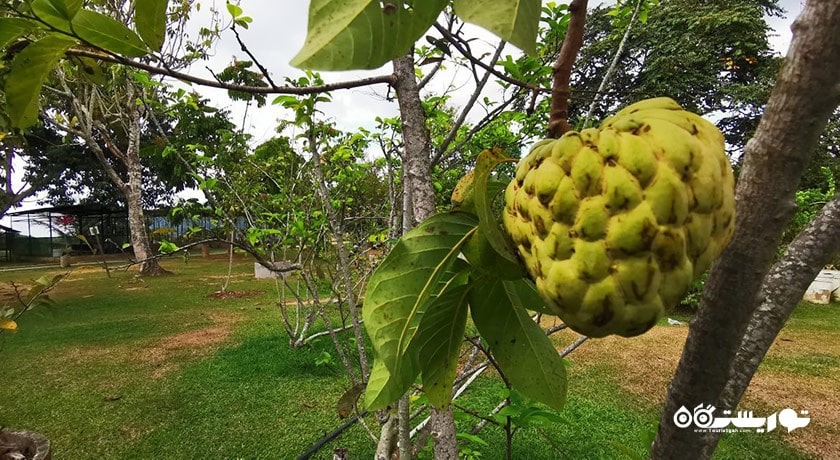 مزرعه میوه های گرمسیری پنانگ -  شهر پنانگ
