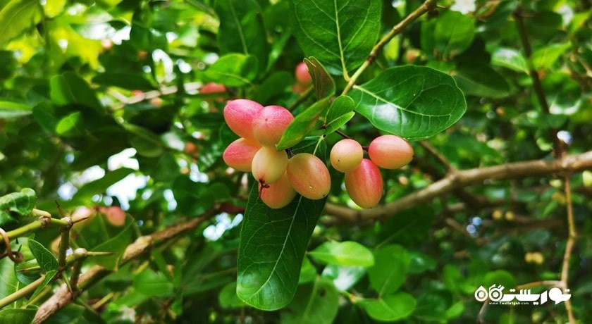 مزرعه میوه های گرمسیری پنانگ -  شهر پنانگ