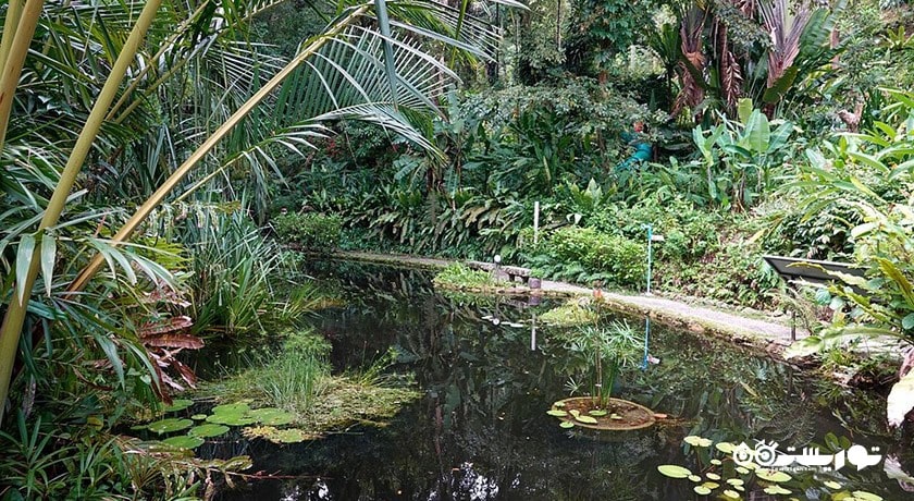 سرگرمی باغ ادویه های گرمسیری پنانگ شهر مالزی کشور پنانگ