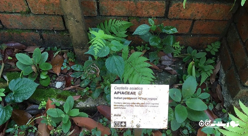 سرگرمی باغ ادویه های گرمسیری پنانگ شهر مالزی کشور پنانگ