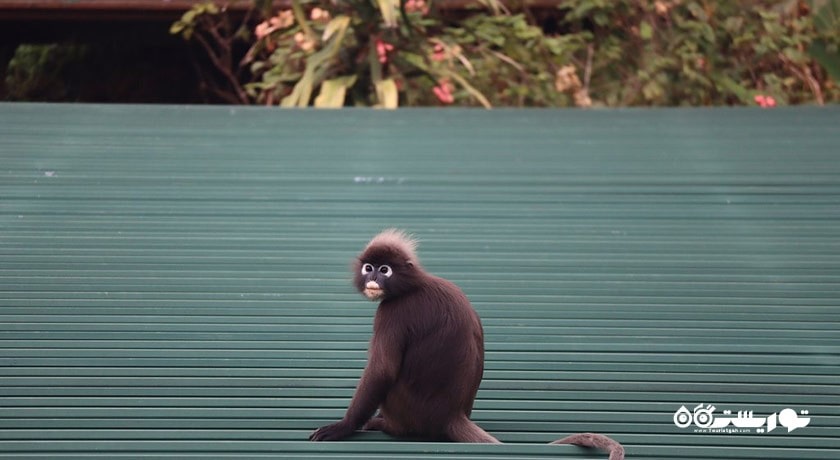 سرگرمی زیستگاه تپه پنانگ شهر مالزی کشور پنانگ