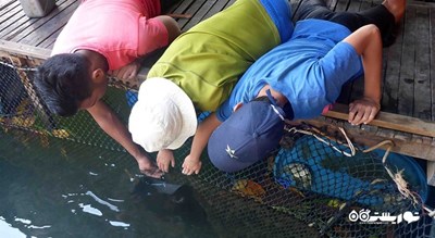 سرگرمی مزرعه ماهی شناور شهر مالزی کشور لنکاوی