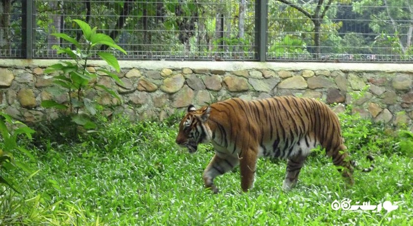 سرگرمی نمایشگاه و گالری ببر لنکاوی شهر مالزی کشور لنکاوی