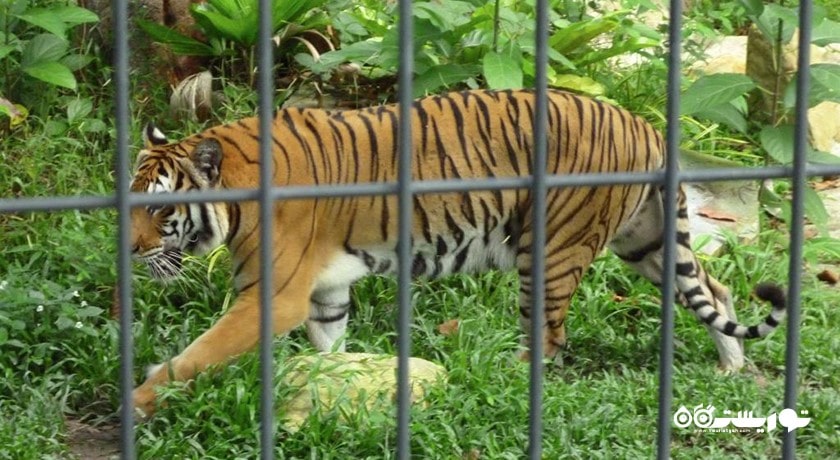 سرگرمی نمایشگاه و گالری ببر لنکاوی شهر مالزی کشور لنکاوی