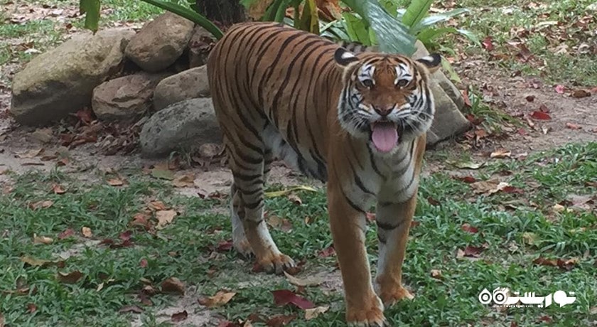 سرگرمی نمایشگاه و گالری ببر لنکاوی شهر مالزی کشور لنکاوی