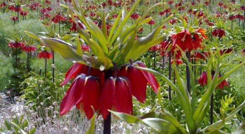  کوه سیاه چال شهرستان تهران استان تهران