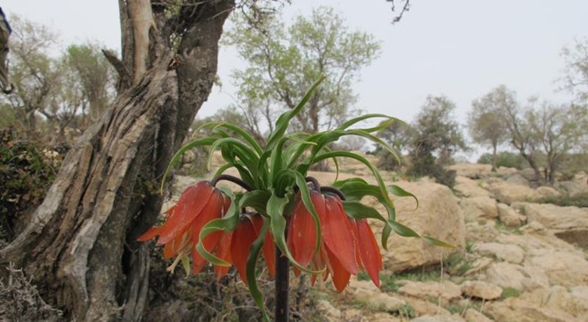  کوه سیاه چال شهرستان تهران استان تهران